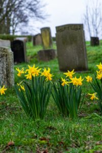 a graveyard in the background, yellow flowers are in the foreground